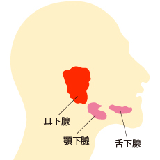耳下腺へのボトックス注射