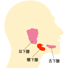 顎下腺へのボトックス注射