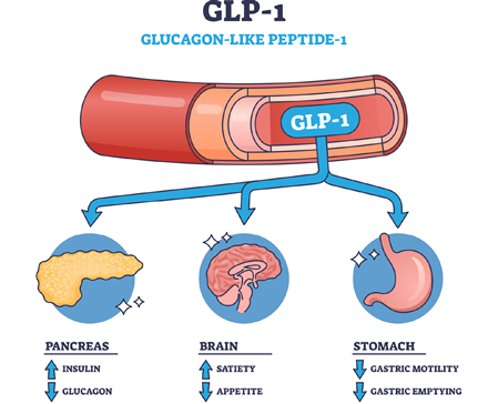 GLP-1とは