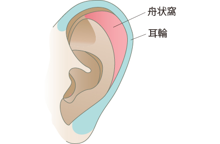耳輪・舟状窩