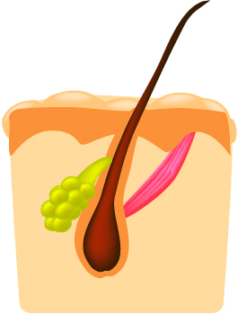 ①毛穴に詰つまった角栓を除去