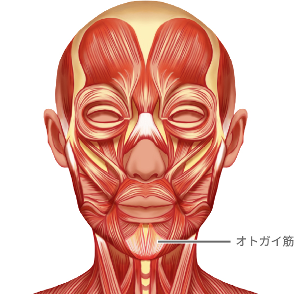 オトガイ筋切除とは
